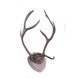 Poronsarvet, puisella taustalevyllä